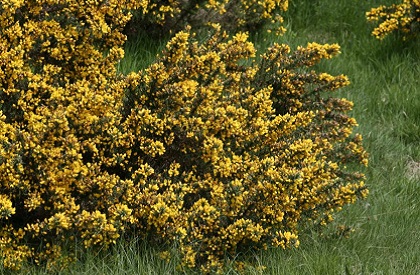 gorse1